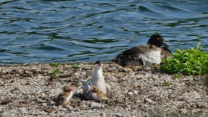 Seltene Vögel: Zwei Brutpaare der seltenen Flussseeschwalbe haben sich am Landschaftssee in Dachau niedergelassen und ziehen dort ihre Jungen auf.
