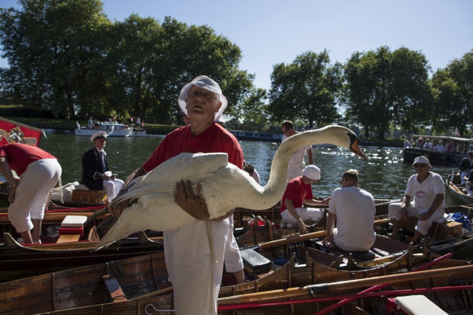 Annual Swan Upping Census Takes Place On The River Thames