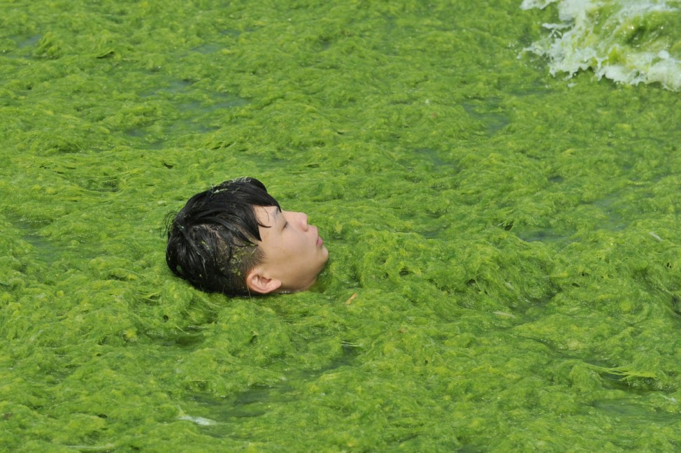 A boy plays on a algae-covered beach in Qingdao