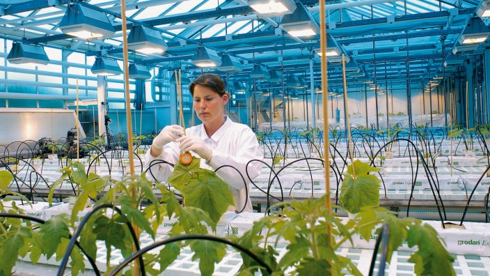 Pestizid-Forschung: Eine Mitarbeiterin von Bayer setzt Schädlinge auf Gurkenpflanzen: In Monheim entwickelt der Konzern Mittel, die Insekten und Pilze von Pflanzen fern halten.