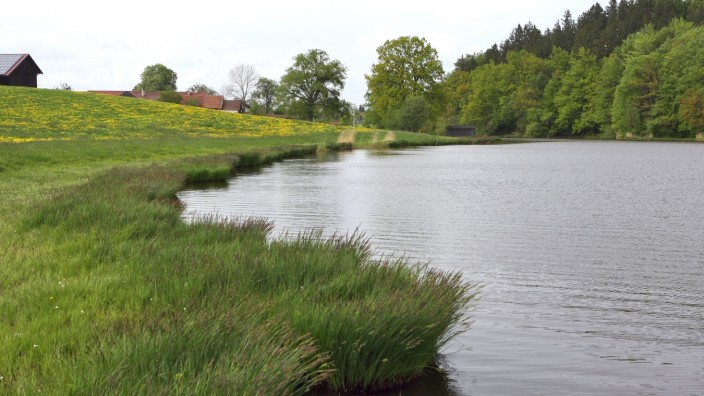 Münsing: Der Sonderhamer Weiher soll zum Schutz vor einem Jahrhunderthochwasser umgebaut werden: Von dort fließt das Wasser Richtung Münsing weiter.