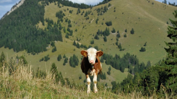 Mitten in Bayern: In Oberbayern und Schwaben verbringen etwa 50 000 Rinder den Sommer auf Almen. Genau: Oberbayern und Schwaben. Nicht Niederbayern.