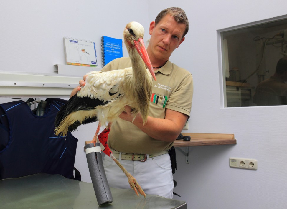 Einbeiniger Storch beim Tierarzt