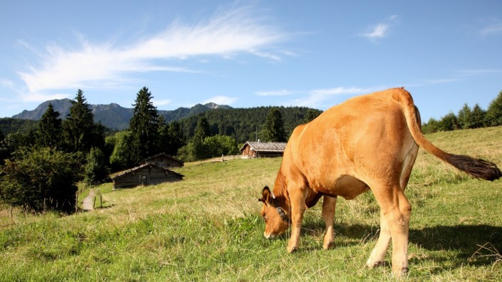 Großweil: Murnau-Werdenfelser Rinder grasen auf der Weide zwischen den Almgebäuden im Freilichtmuseum Glentleiten.