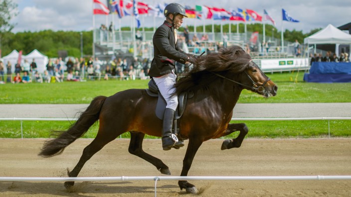 Die Gangart "Pass" auf der Islandpferde Weltmeisterschaft 2015 in Herning/Dänemark. Pferd: Spoliant vom Lipperthof, Reiter: Þórður Þorgeirsson