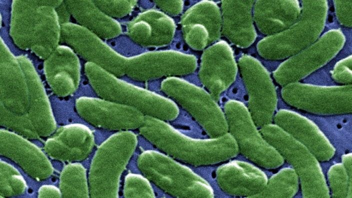 Vibrio-Bakterien: Vibrio vulnificus unter dem Elektronenmiskrop: Vibrio-Bakterien nehmen offenbar zu.