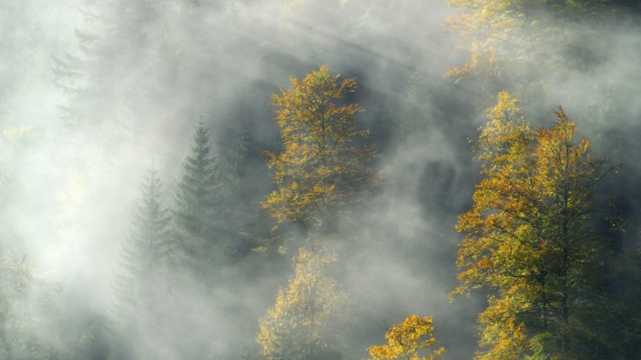 Sanierungsprogramm: In Bayern werden seit Jahrzehnten reine Nadelwälder nach und nach mit Laubbäumen zu Mischwäldern umgewandelt.