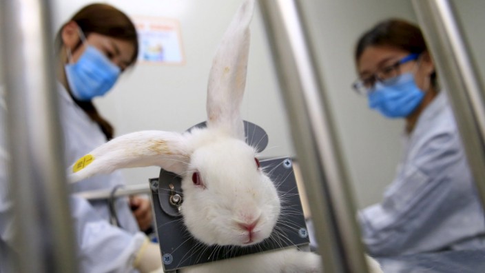 Staff members check the body temperature of a rabbit as they prepare it for a drug test at a lab in Tianjin, China