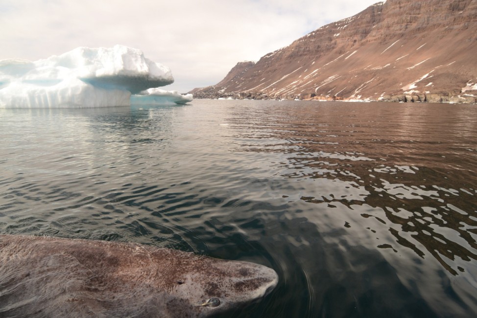 Eishai langlebigstes Säugetier