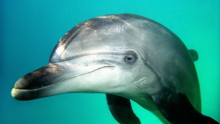 NATUR Unterwasserwelten Dec 12 2009 Bottlenose Dolphin Tursiops truncatus Black sea Ukraine