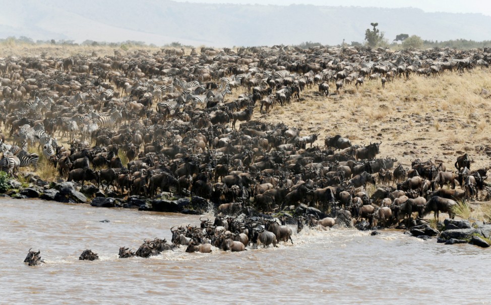 Wildebeests cross the Mara river during their migration to the greener pastures, between the Maasai Mara game reserve and the open plains of the Serengeti
