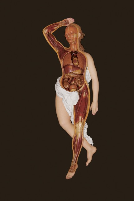 Anatomical Venus/Anatomische Venus