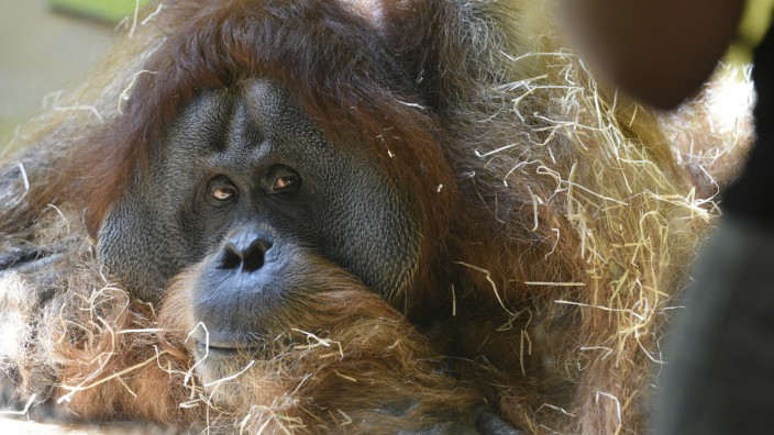 Artenschutz: Sechs Orang-Utans leben im Tierpark Hellabrunn.