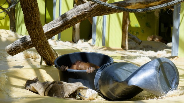 Artenschutz: Das Personal im Tierpark hält die Orang-Utangs auf Trab, nicht um sie auf ein Leben in Freiheit vorzubereiten, sondern um sie zu beschäftigen.