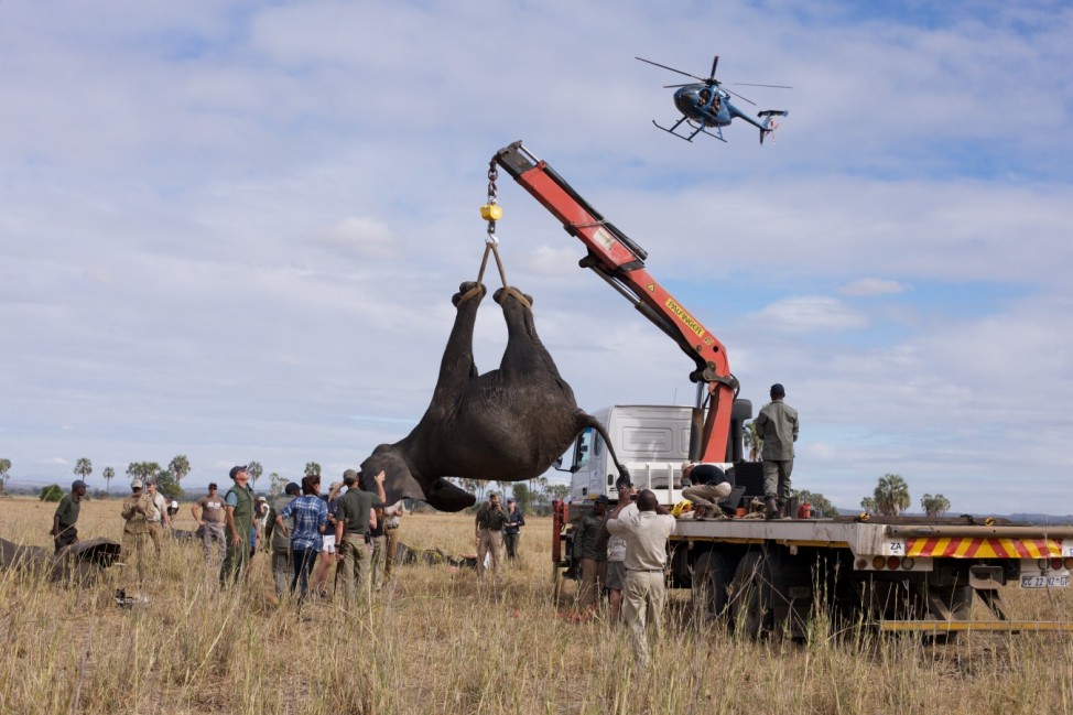 African Parks: tranquilized elephants for translocation in Africa