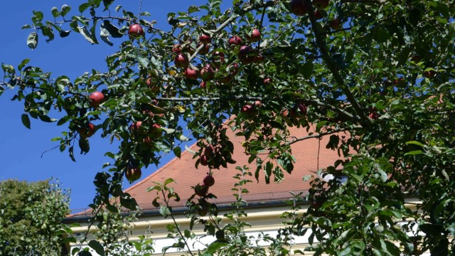 Dachau: Die Apfelernte im Garten des Dachauer Schlosses steht kurz bevor. Die Obstproduzenten im ganzen Landkreis rechnen mit guten Erträgen.