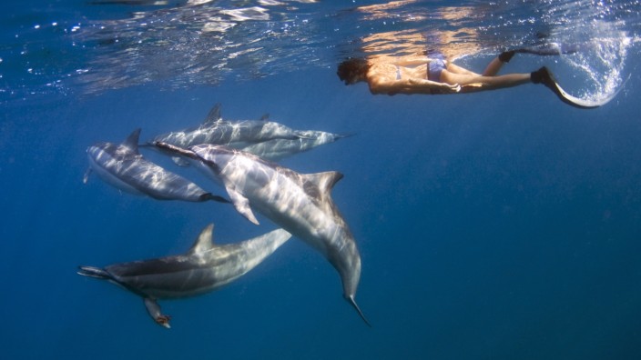 Hawaii, Big Island, Kona Coast, Hawaiian Spinner Dolphins (Stenella longirostris) swimming with free diver