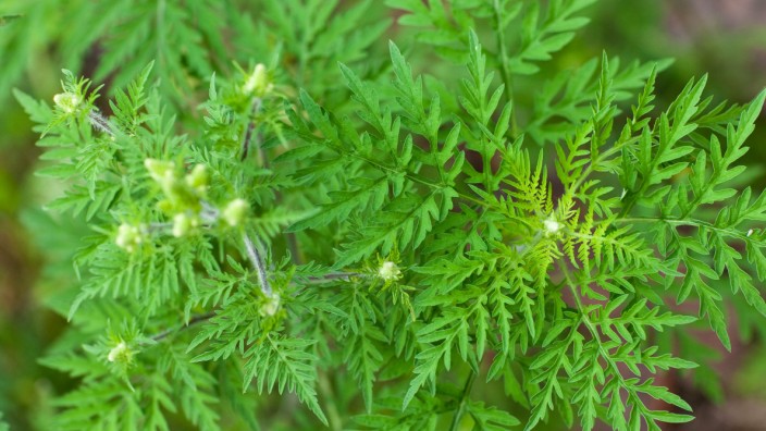 Ambrosiapflanze