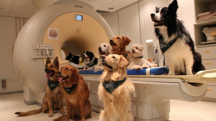Tierforschung: Einsatzbereit: Die Hunde warten auf einem Hirnscanner auf die Forscher.