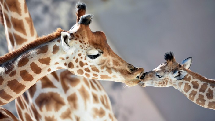 Artenschutz: Galten die Giraffen bislang als eine Spezies mit neun Unterarten, stellte sich nun heraus, dass sie eigentlich vier genetisch isolierte Gruppen sind, die sich in der freien Wildbahn nicht miteinander paaren.
