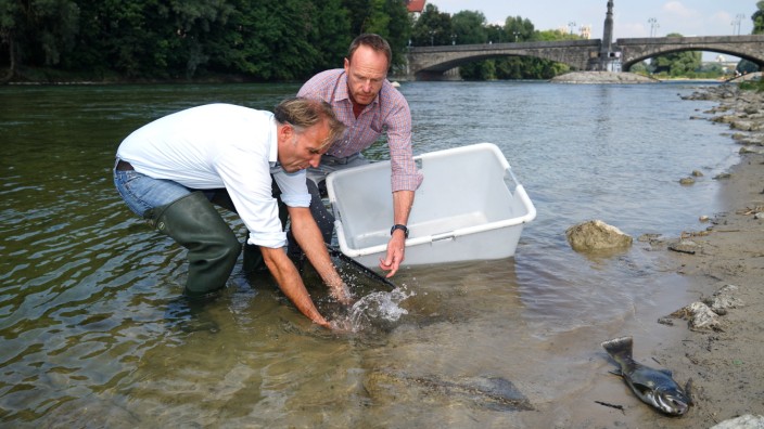 Umwelt: Rausgefischt: Sebastian Hanfland (li.) und Frank Meißner bergen eine sterbende Bachforelle aus der Isar in München.
