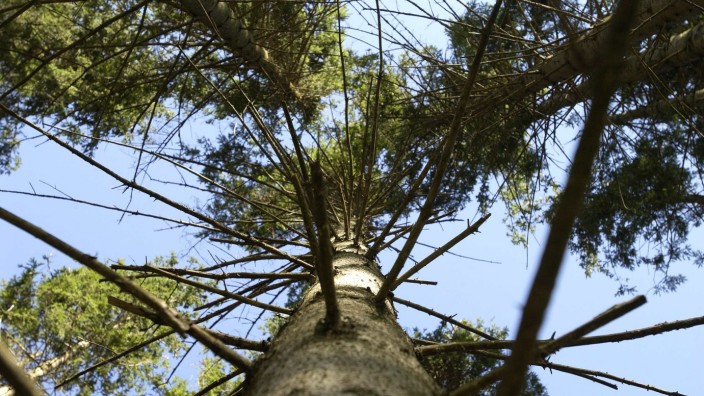 Folgen des Klimawandels : Jahrzehntelang war die Fichte der Lieblingsbaum der Waldbesitzer. Nun aber ist man auf der Suche nach Ersatz.
