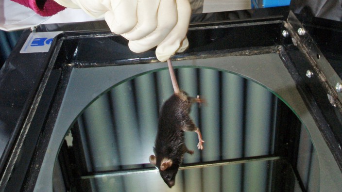 Tierversuche sind umstritten. Häufig werden sie an Mäusen durchgeführt.