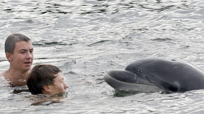 Delfin in Kieler Förde
