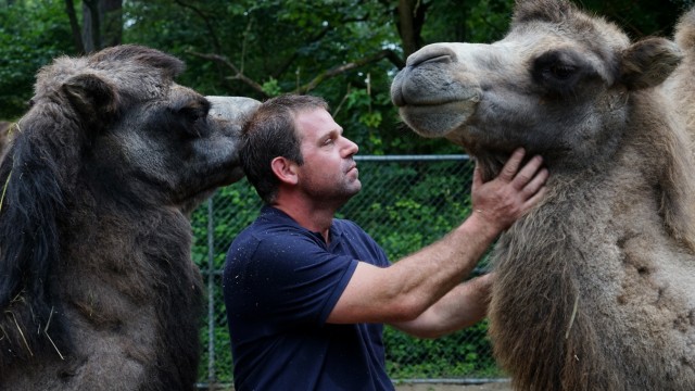 SZ-Serie: Mensch und Tier, Folge 2: Ein Stupser mit dem Kopf "ist wie bei Menschen das Händeschütteln", sagt Thomas Kaindl über das Verhalten der Kamele.