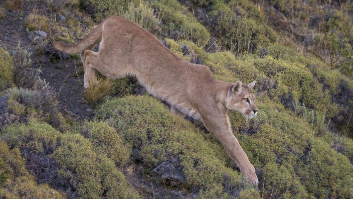 Naturfotografie: Ein Puma im Torres del Paine National Park in Chile.