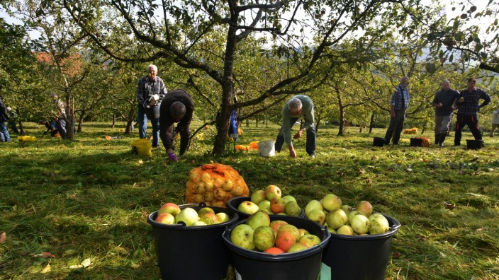 Sankt Wolfgang: 25 Gartenbaumitglieder aus dem Landkreis helfen bei der Apfelernte für den 18. Gartlertag. Mehr als hundert verschiedene Sorten wurden geerntet.