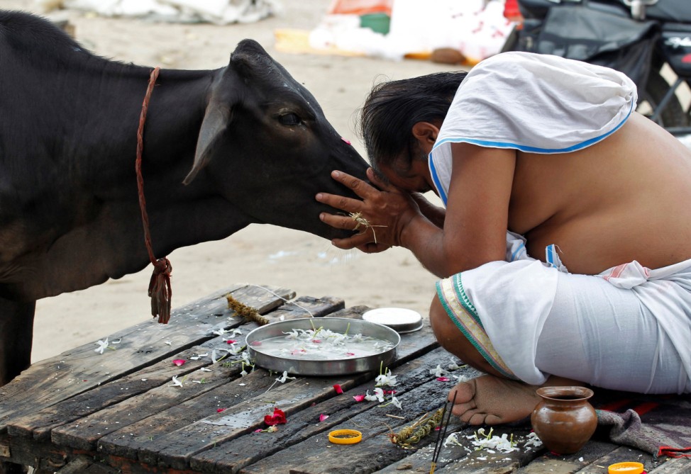 A Hindu devotee offers prayers to a cow after taking a holy dip in the waters of Sangam, a confluence of three rivers, the Ganga, the Yamuna and the mythical Saraswati, in Allahabad
