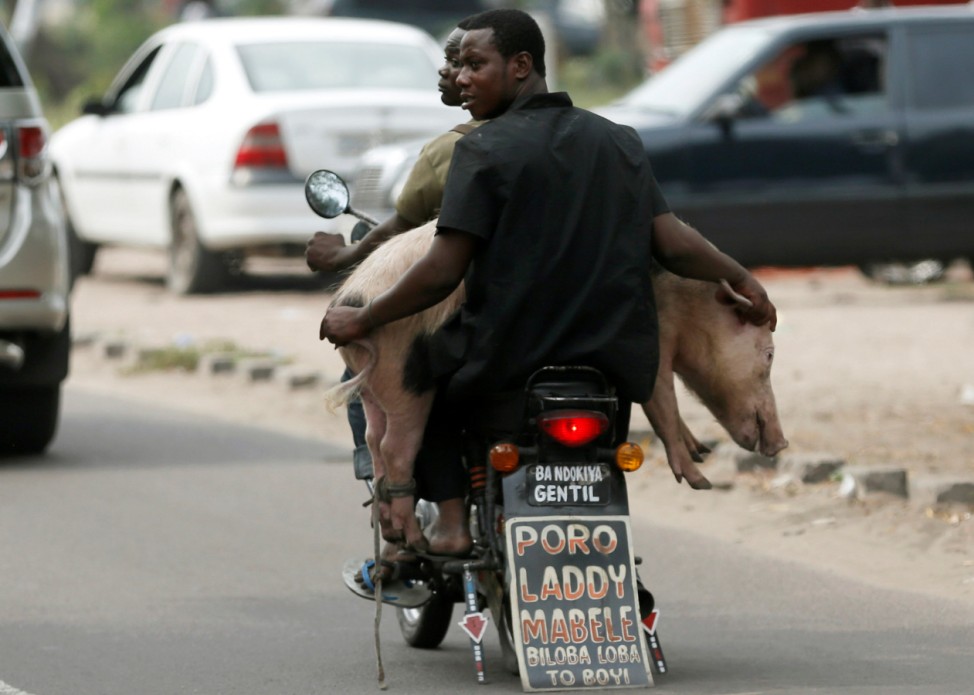 Men transport a pig with a motorbike in Kinshasa