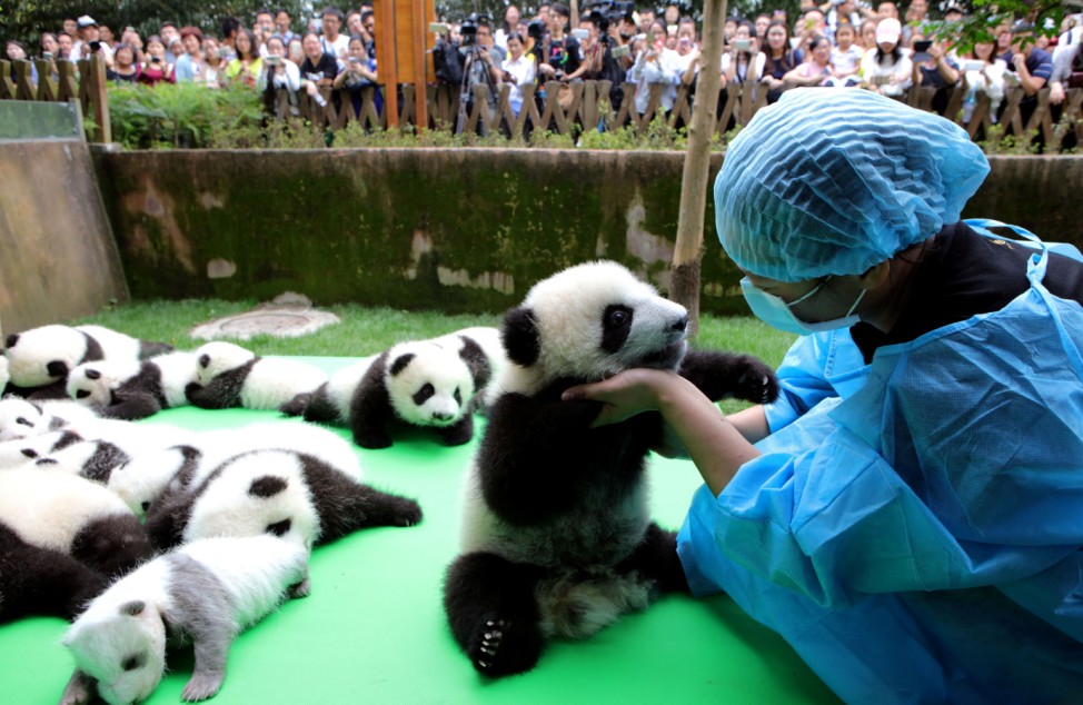 About 23 giant pandas born in 2016 are seen on a display at the Chengdu Research Base of Giant Panda Breeding in Chengdu