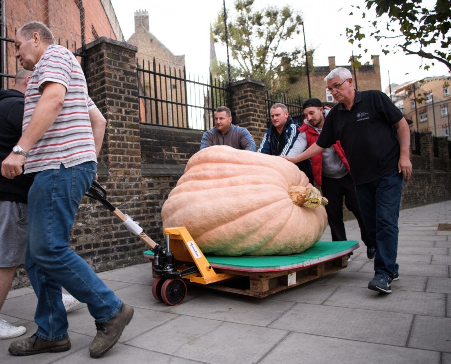 Giant Pumpkins Are Weighed Ahead Of The RHS Autumn Show