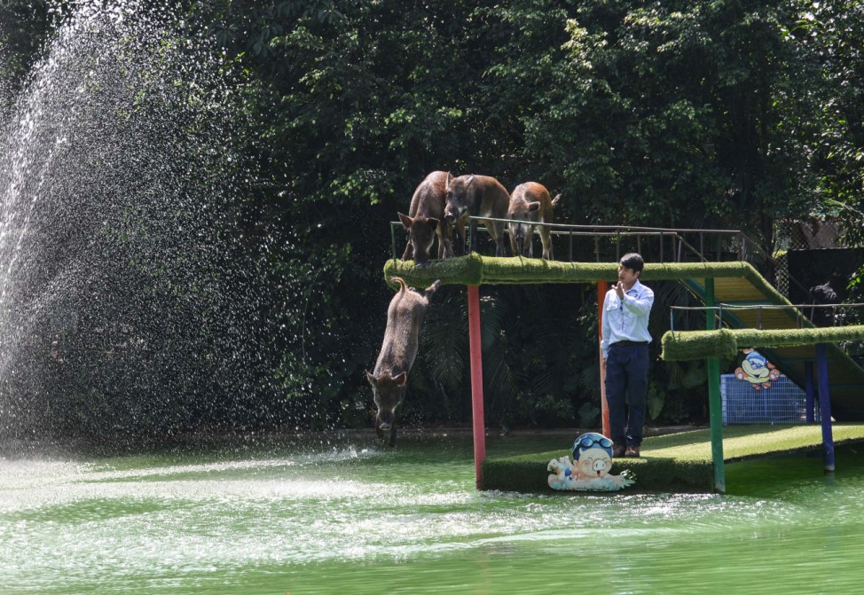 Piggies jump from a platform into a pool during a water-jumping competition at a theme park in Guangzhou