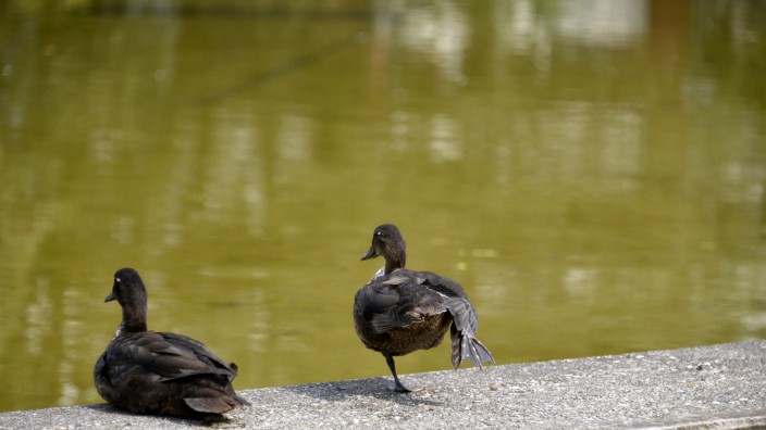 Tierplage: Sie sehen putzig aus. Doch die Enten am Jagdfeldsee in Haar sind so wie die Tauben zum Problem geworden.