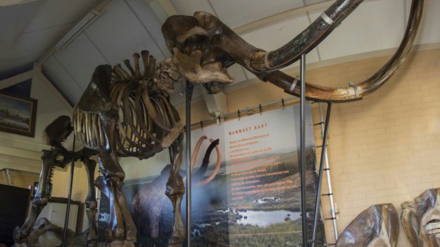 Bart Schenning, Blumenverkäufer aus den Niederlanden, versteigert sein Mammut-Skelett