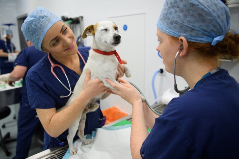 Animals Are Treated At The Battersea Veterinary Hospital