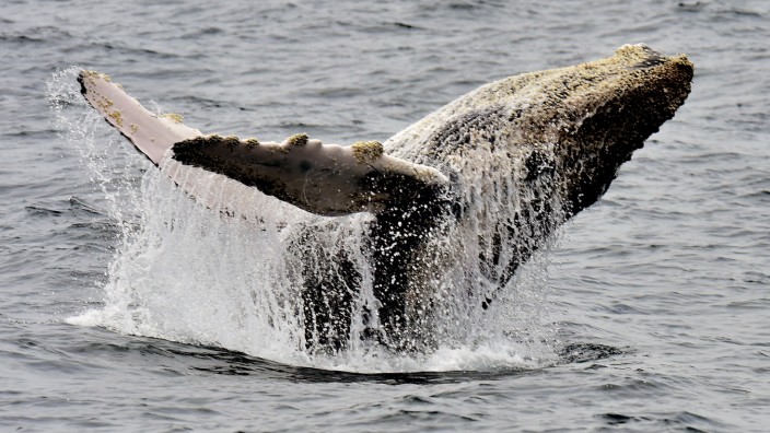 Meeresbiologie: Buckelwale kehren dorthin zurück, wo schon ihre Vorfahren Nahrung fanden.