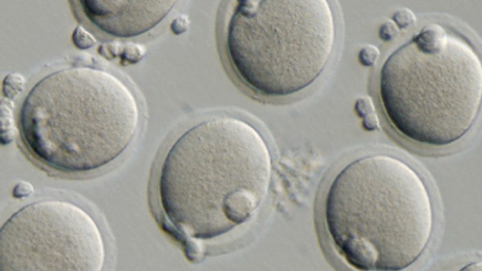 Stammzellforschung: Eizellen könnten künftig in großer Menge im Labor geschaffen werden.