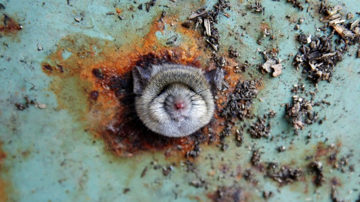 A rat's head rests as it is constricted in an opening in the bottom of a garbage can in the Brooklyn borough of New York