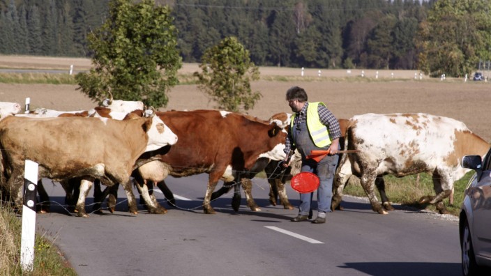 Prozess: Im Münchner Umland dürfen Rinder noch vergleichsweise häufig auf die Weide, was jedoch auch böse Folgen haben kann.