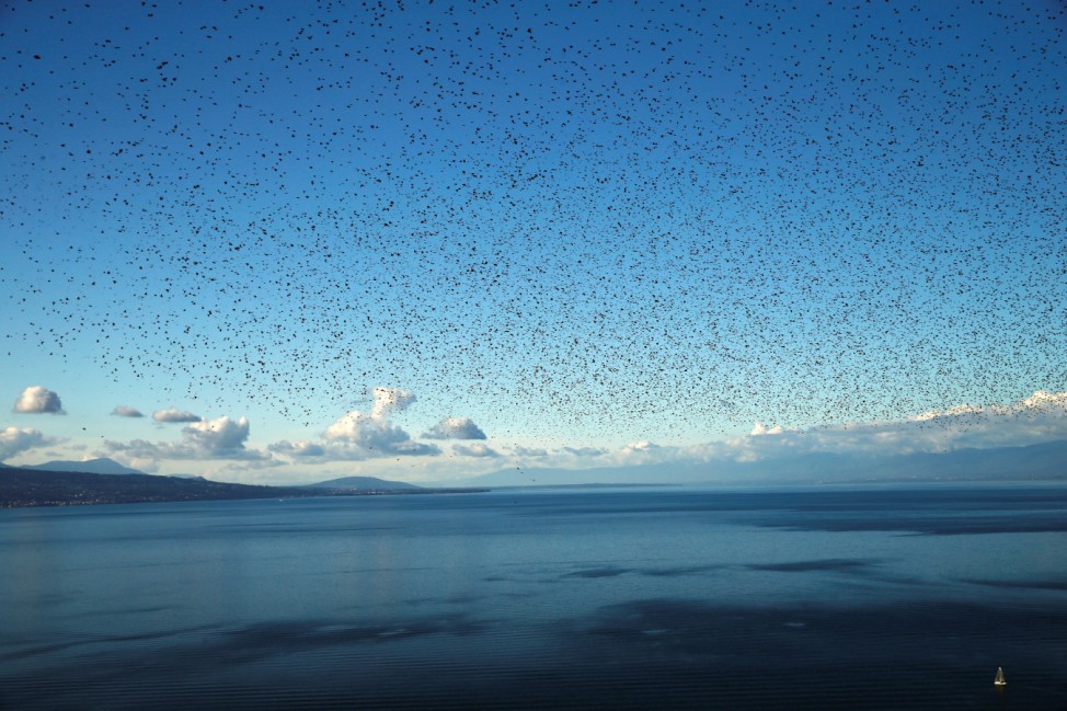 A flock of starlings flies over Lake Leman on an autumn morning in the Lavaux near Grandvaux