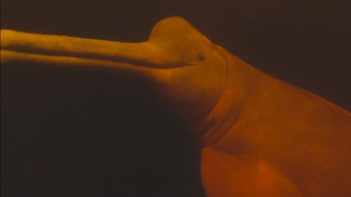 Preis: Einer der Protagonisten in Florian Guthknechts Dokumentarfilm: ein rosafarbener Delfin.