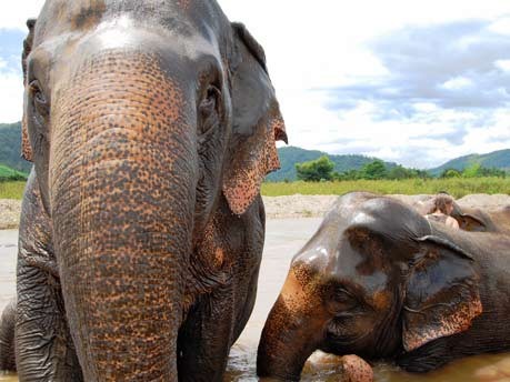Der Elephant Nature Park in Nordthailand, Sabine Jakobs