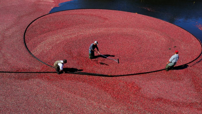 Workers harvest cranberries from one of third-generation farmer Larry Harju's bogs in Carver