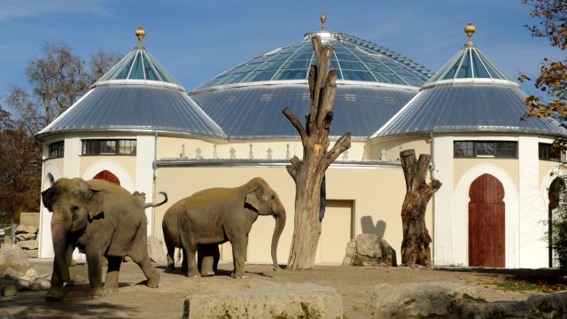 Freizeit in München: Der Tierpark Hellabrunn bietet eine tierische Zeitreise durch die Kontinente. Im sanierten Freigehege des Elefantenhauses wohnen die sensiblen Dickhäuter.
