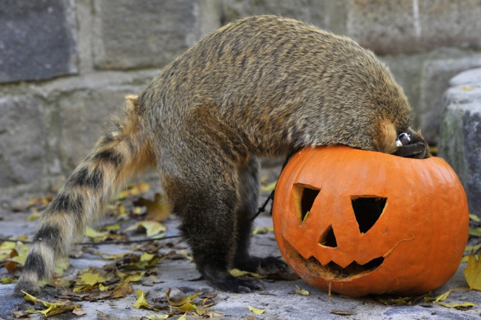 Hungary Zoo halloween preparations