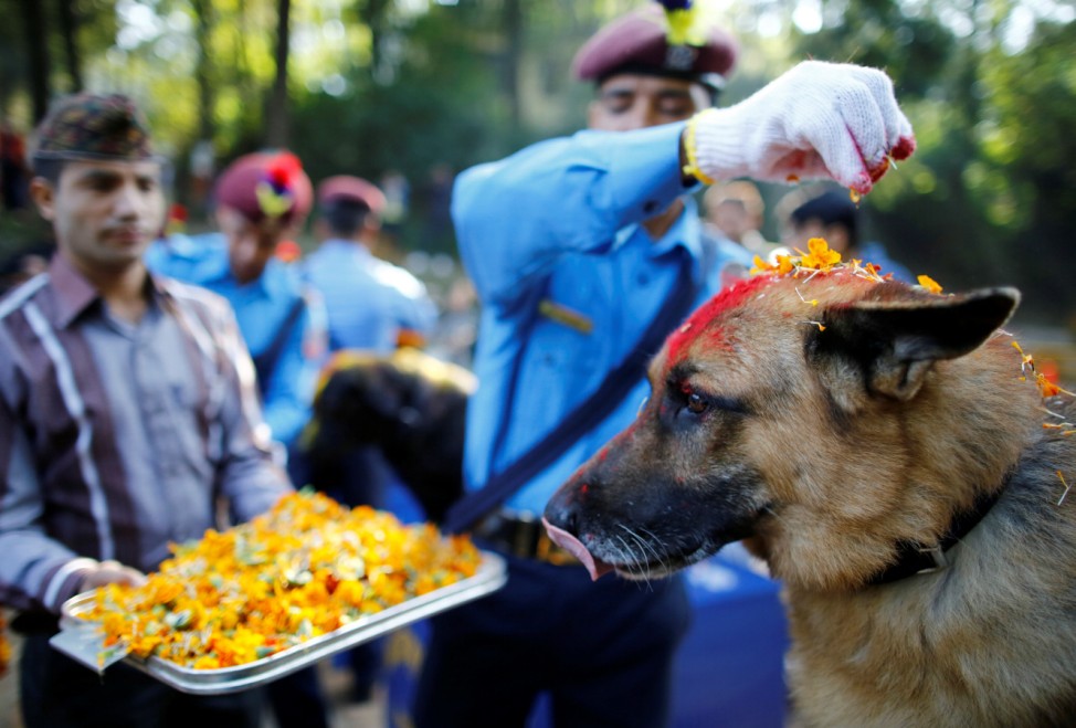Nepalese police officers worship a dog during Tihar celebrations at the Central Police Dog Training School in Kathmandu